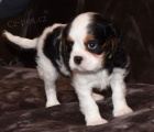 Kr�sn� �t��ata Kaval�r King Charles Spaniel k adopci