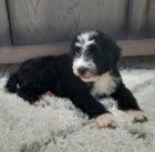 kr�sn� a zdrav� �t��ata portugalsk�ho vodn�ho psa k adopci.