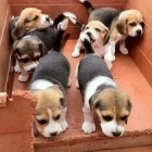 rozko�n� tricolorn� �t��ata b�gla dostupn� a p�ipraven� k adopci.