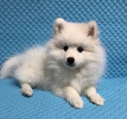 Japonsk� �pic �t��ata