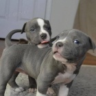 Adopce �t��at pitbulla