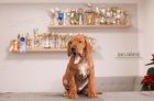 Rhod. ridgeback - �t���tka s PP - ihned k odb�ru