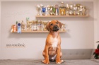 Rhod. ridgeback - �t���tka s PP - ihned k odb�ru