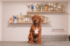 Rhod. ridgeback - �t���tka s PP - ihned k odb�ru
