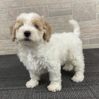 Kr�sn� �t�n� bi�onka je k dispozici a p�ipraveno k adopci. Pouze pro v�n� osoby.