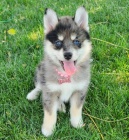 Kr�sn� �t��ata fenky a pejska Pomskies na prodej (k��enec sibi�sk�ho a pomeraniana).