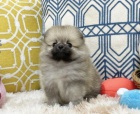 miniaturn� �t��ata pomeranian� na prodej.