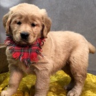 �t��ata zlat�ho retr�vra k adopci.