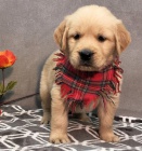 od�erven�, o�kovan� a velmi zdrav� �t���tka zlat�ho retr�vra k adopci.