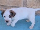 Kr�sn� a rozko�n� �t���tka jack russell teri�ra k adopci.