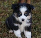 Rozko�n�, zdrav�, o�kovan� a od�erven� �t���tka australsk�ho ov��ka k adopci