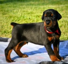 O�kovan� a od�erven� �t��ata Dobrmana k adopci.