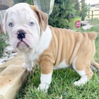 o�kovan� a od�erven� �t���tka Anglick�ho Buldo�ka k adopci.