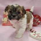 havanese O�KOVAN� A OD�ERVOV� �t��ata fenky a pejska k adopci