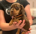 �t��ata Shiba inu k adopci k V�noc�m.