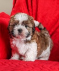 �t��ata Shih Tzu k dispozici