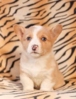 �t��ata Welsh corgi pembroke k dispozici