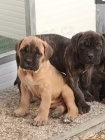 �t��ata italsk� cane Corso k dispozici