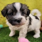 Havansky  �t��ata k dispozici