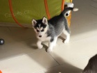 �t���tka sibi�sk�ho husky pro adopci. kontakt pro v�ce informac� a obr�zk�