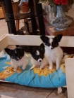 mini papillon �t��ata k adopci