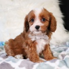 Cavapoo �t��ata k adopci