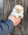 Hygienicky vy�kolen� miniaturn� �t��ata pomeranian� na prodej.