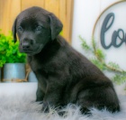 Prod�m zdrav� a kr�sn� �t��ata labradorsk�ho retr�vra pejska a fenky.