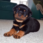 �t��ata rotvajlera k adopci