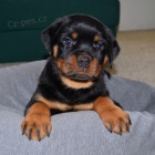 �t��ata rotvajlera k adopci