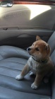 Rozko�n� �t���tka shiba inu k adopci