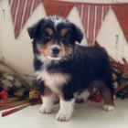 Rozko�n� �t���tka australsk�ho ov��ka k adopci