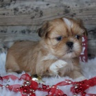 hygienicky a soci�ln� vy�kolen� �t��ata SHIH TZU k adopci