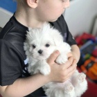 malt�zsk� �t��ata k adopci.