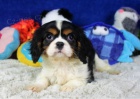 Rozko�n� a kr�sn� �t��ata Kaval�r King Charles Spaniel k adopci.