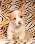 �t��ata Welsh corgi pembroke k dispozici