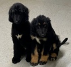 �t��ata afgh�nsk� chrt k dispozici