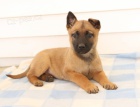 �t��ata Belgick� malinois  k dispozici