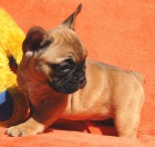 Francouzsk� buldo�ek s PP