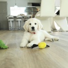 �t��ata zlat�ho retr�vra