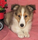 kr�sn� a and�lsk� �t��ata Shetlandsk�ho ov��ka k adopci