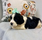 �t��ata anglick�ho �pringr�pan�la k adopci.