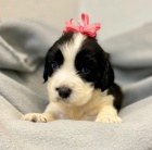 kr�sn� �t���tka fenka a pejsek mini anglick� �pringr�pan�l k adopci.