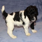 ZDRAV� �t��ata trpasli��ho pudla k adopci.