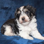 Zdrav� a kr�sn� �t��ata mal�ho kn�ra�e k adopci.