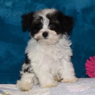 Zdrav� �t��ata mal�ho kn�ra�e k adopci.