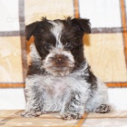 Zdrav� a o�kovan� �t��ata mal�ho kn�ra�e k adopci.