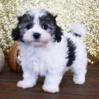 MALTIPOO �t��ata k adopci