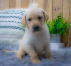 Zdrav� a kr�sn� �t���tka pejska a fenky labradorsk�ho retr�vra k adopci