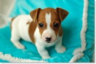 Prod�m kr�sn� a rozko�n� mini �t���tka jack russell teri�ra.